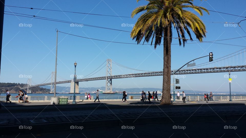 Bay bridge with palm tree