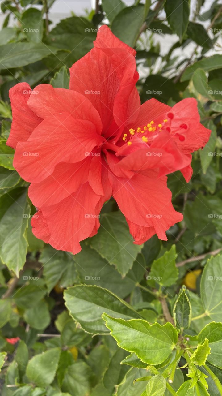 Super Red Hibiscus full bloom on office shrub. Not often do I see a Red Bloom so have to take these when I notice them in passing.