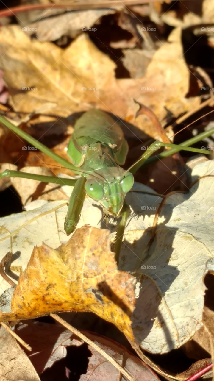 Leaf, Nature, No Person, Outdoors, Fall