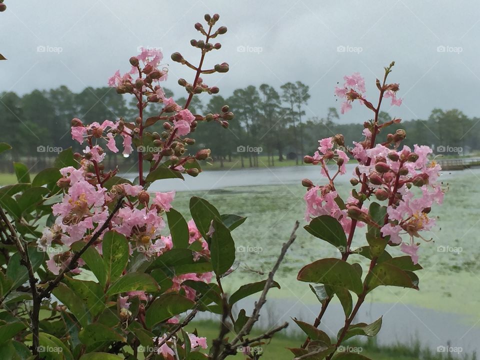 Pink flora