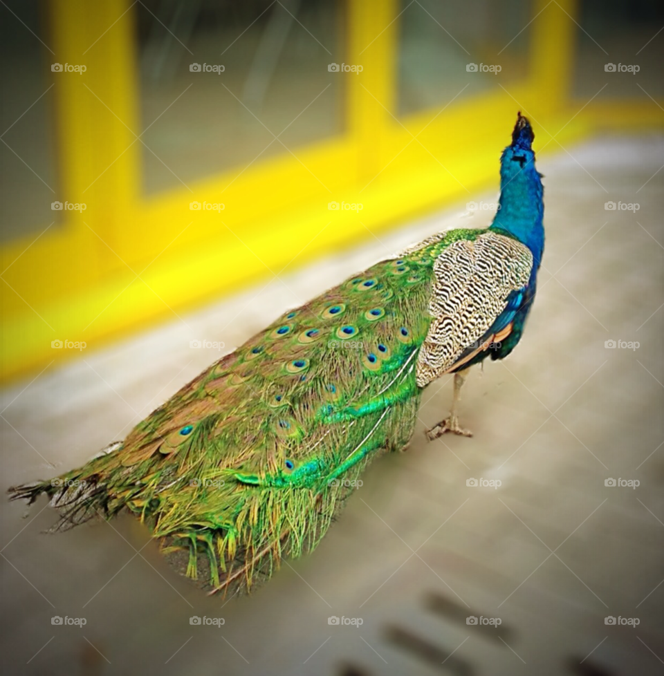 policlinico monza bird peacock pavone by cri1976