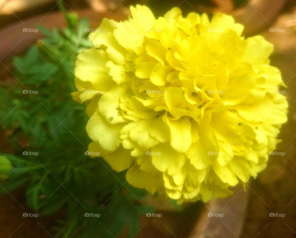 Beauty Marigold flower