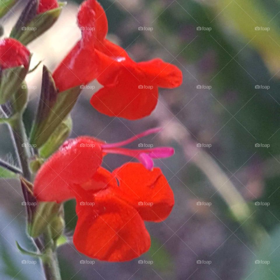 Flower, Nature, No Person, Flora, Leaf