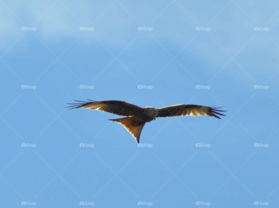 Greifvogel auf der suche nach Futter