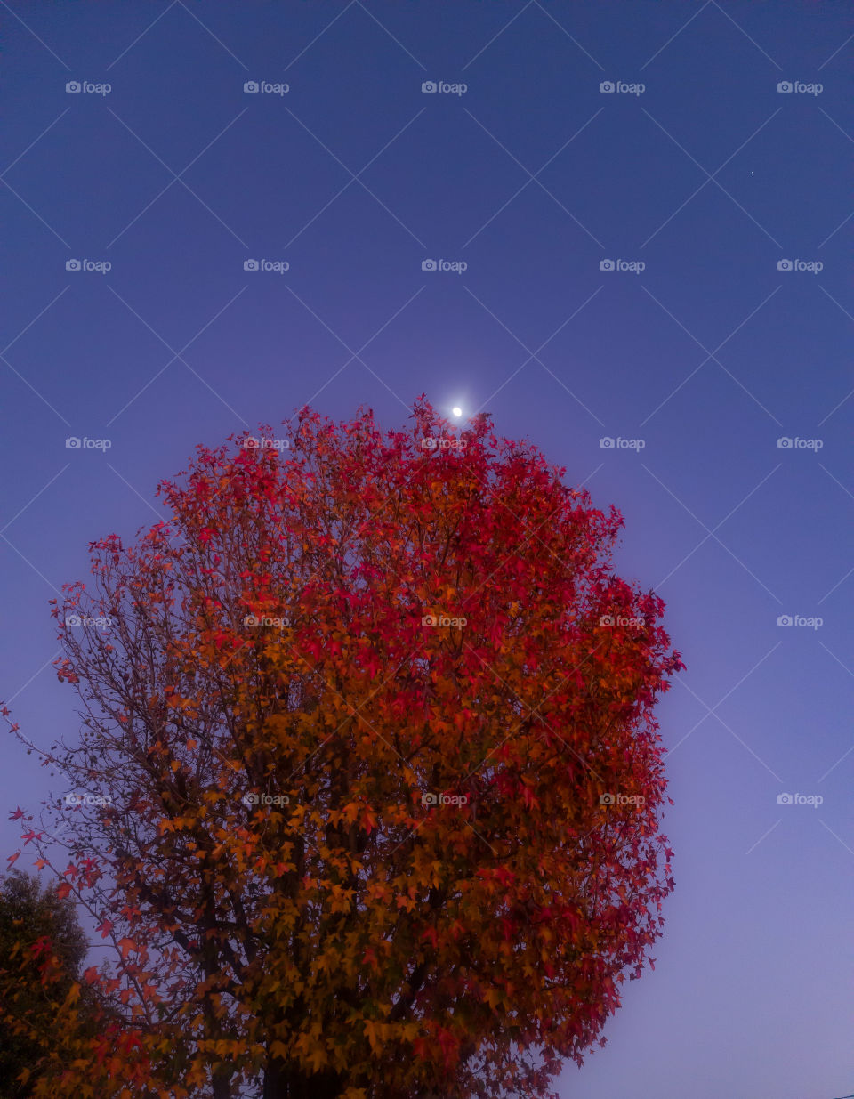 Autumn morning with the view of moon