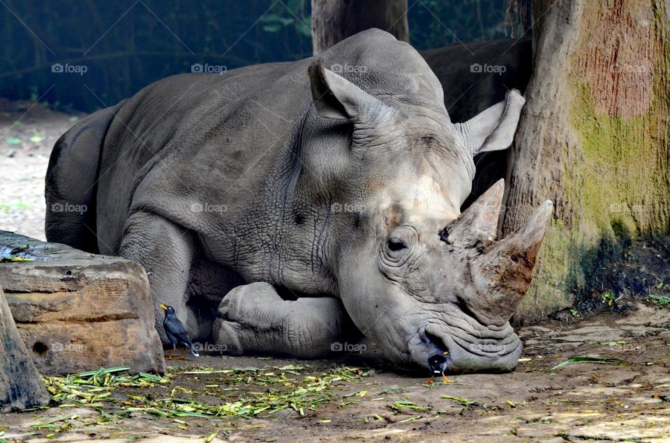Tired or lazy? 🤔 #Rhinoceros#cage #animal #fauna#bird#safari