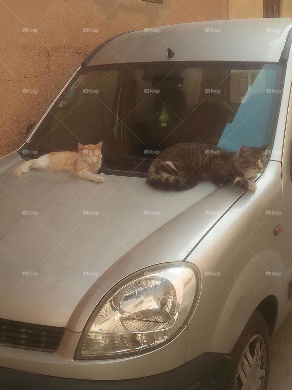 Beautiful cats on a car looking at camera.