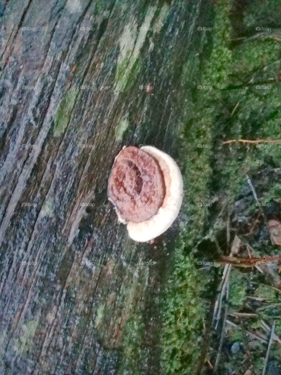 Ganoderma fungus is very destrimental to oil palm plants