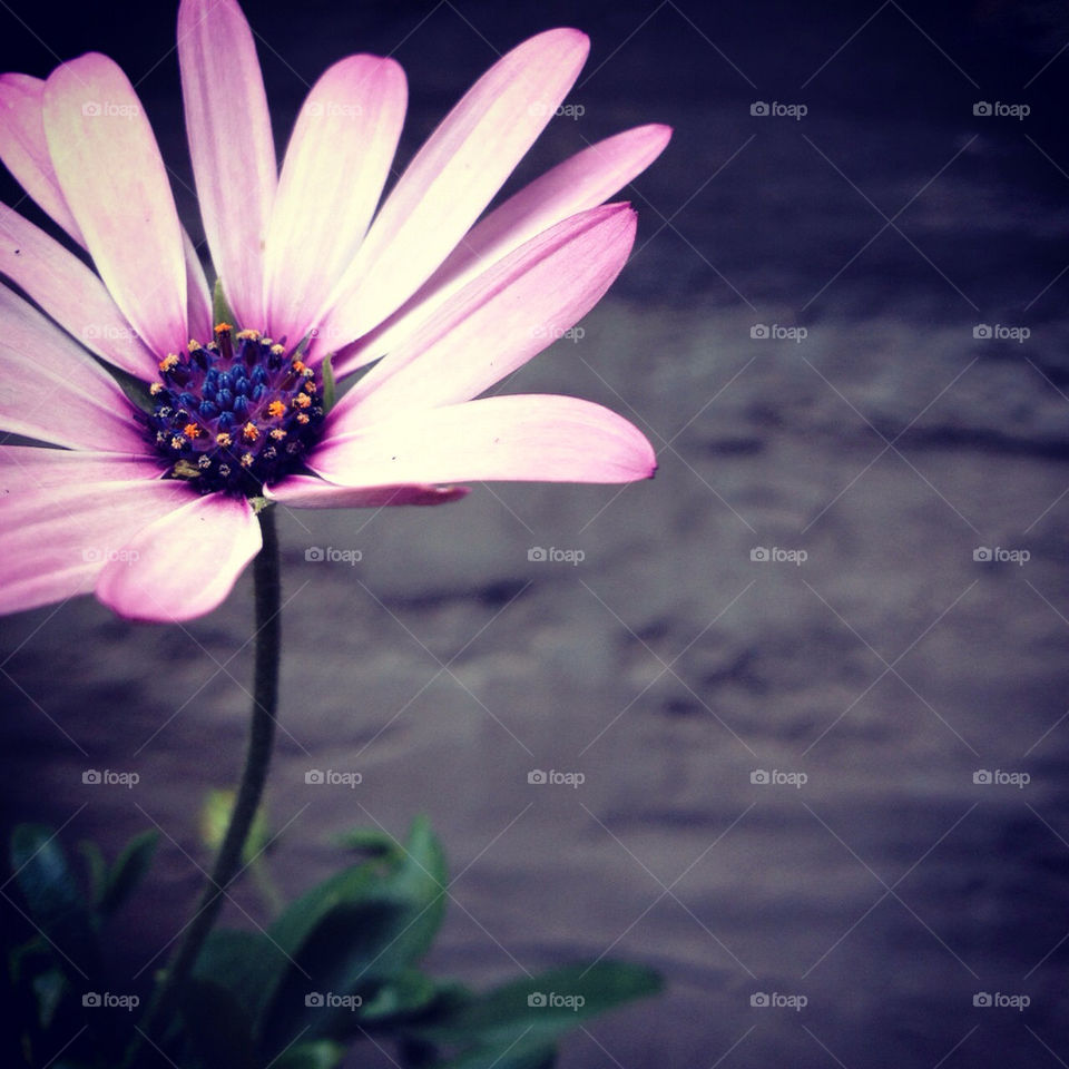 flowers nature pretty flower by tanushri123