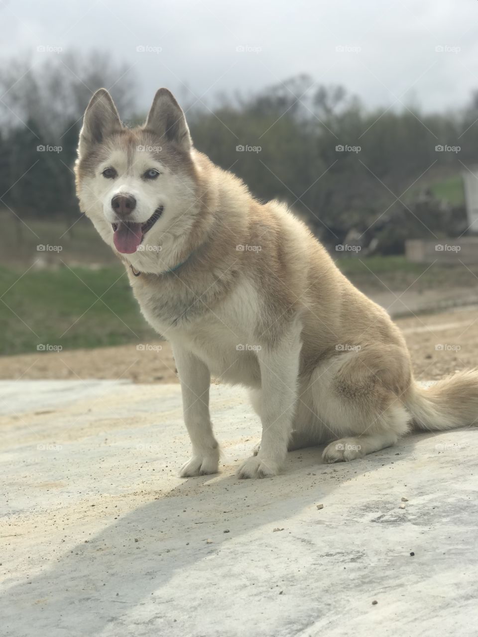 My beautiful husky always ready to smile for a picture. 