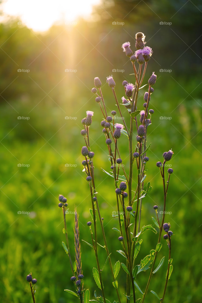 try to catch a ray of sunshine