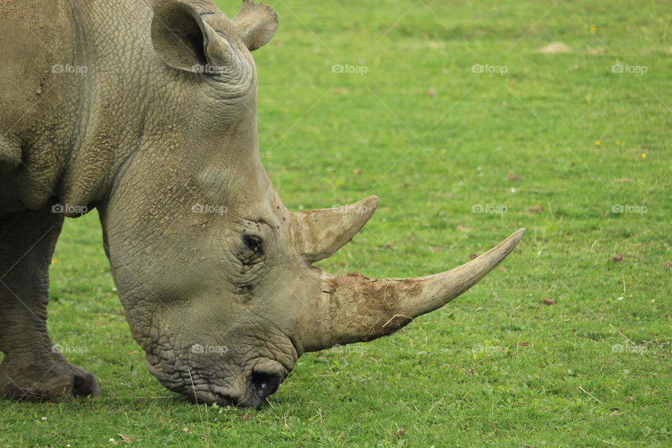 Tired rhino eating grass.