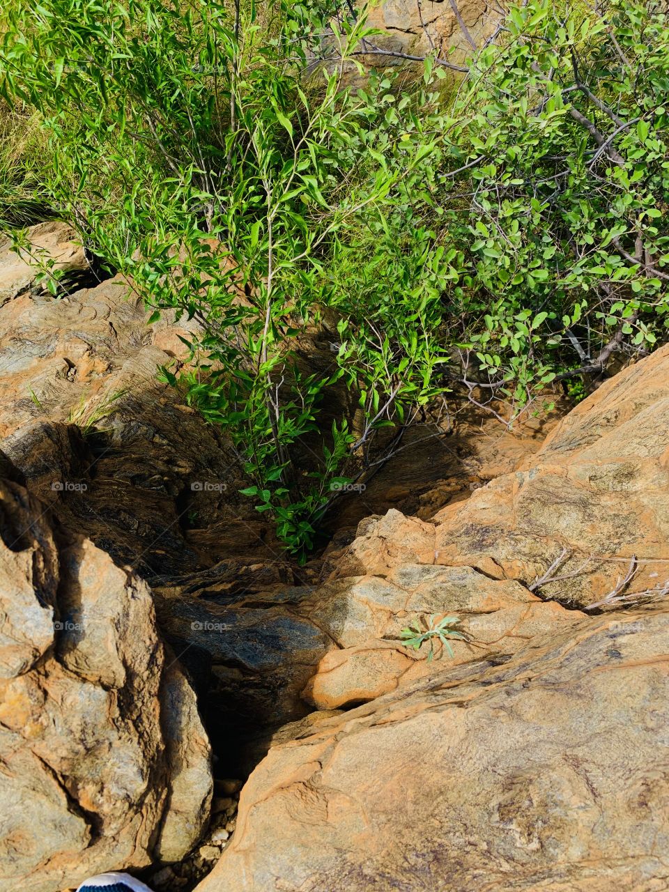 A beautiful green plant growing through rocks on a mountain top. Thriving through hot and hard rocks. 