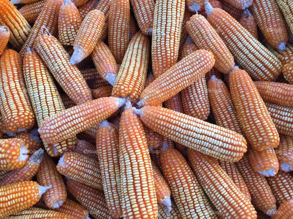 Corn