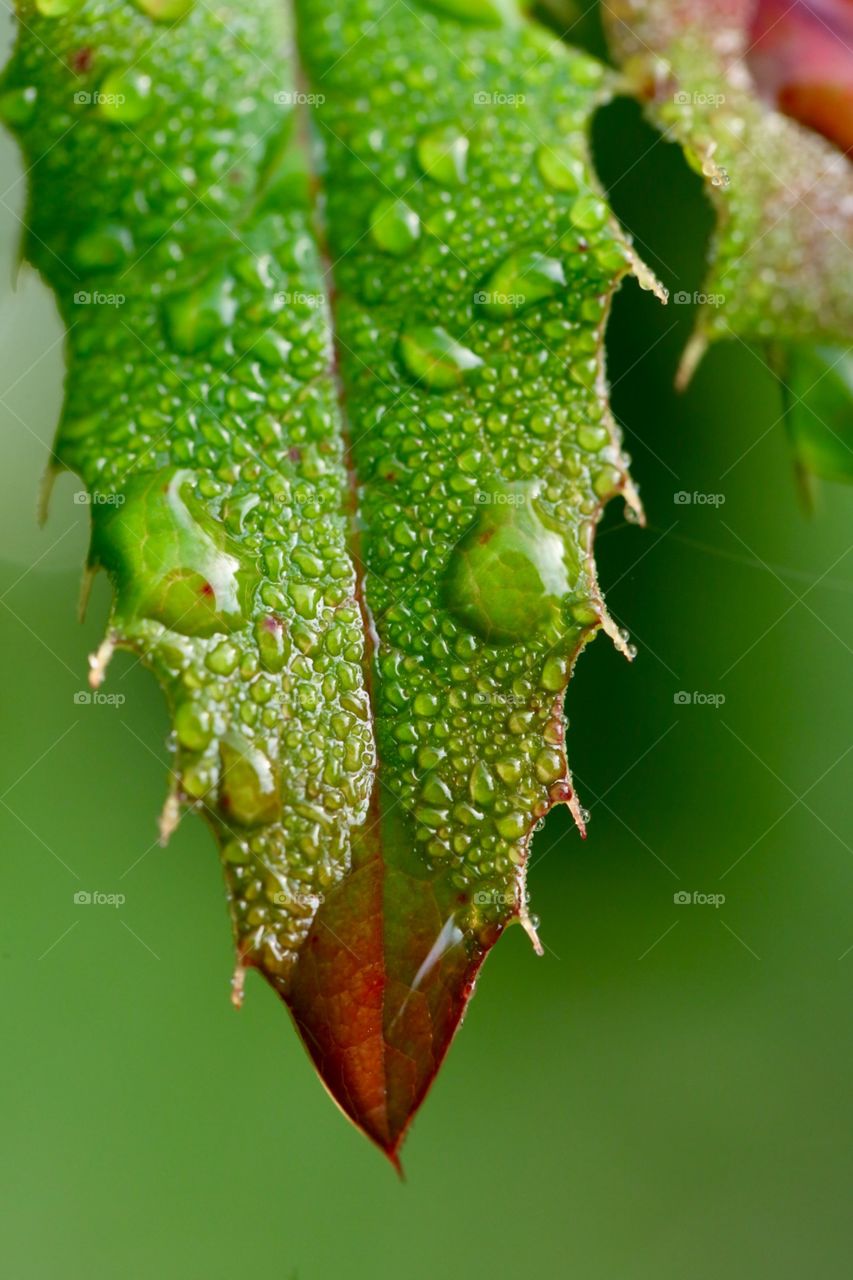 Drops on leaves 