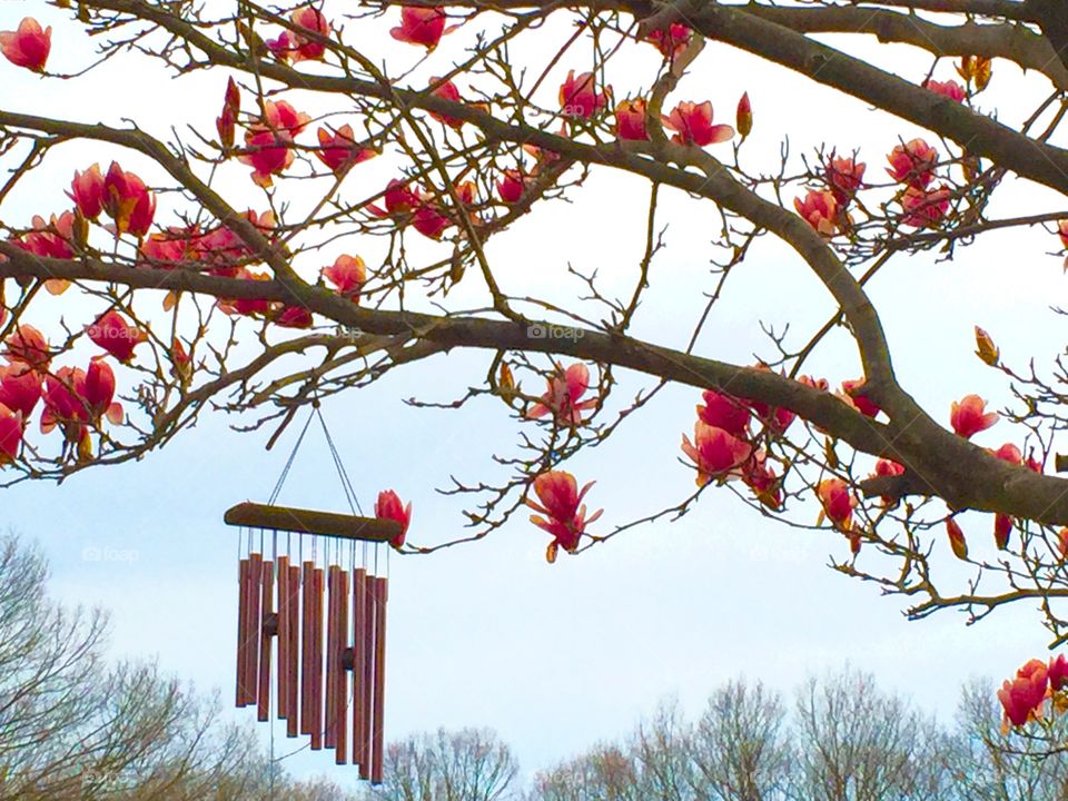 Magnolia tree with wind chimes