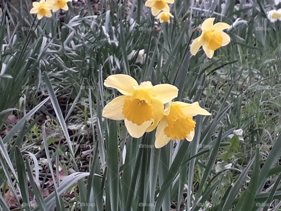 sprongtime in the wood