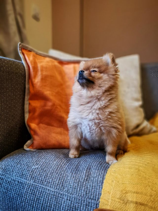 Happy dog after yummy lunch. Pomeranian.