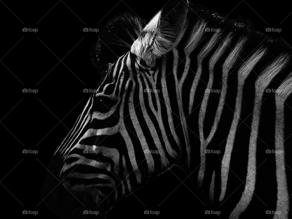 Zebra: black and white stripes. Dark vs light. Closeup of a Zebra face. Black eyes. 