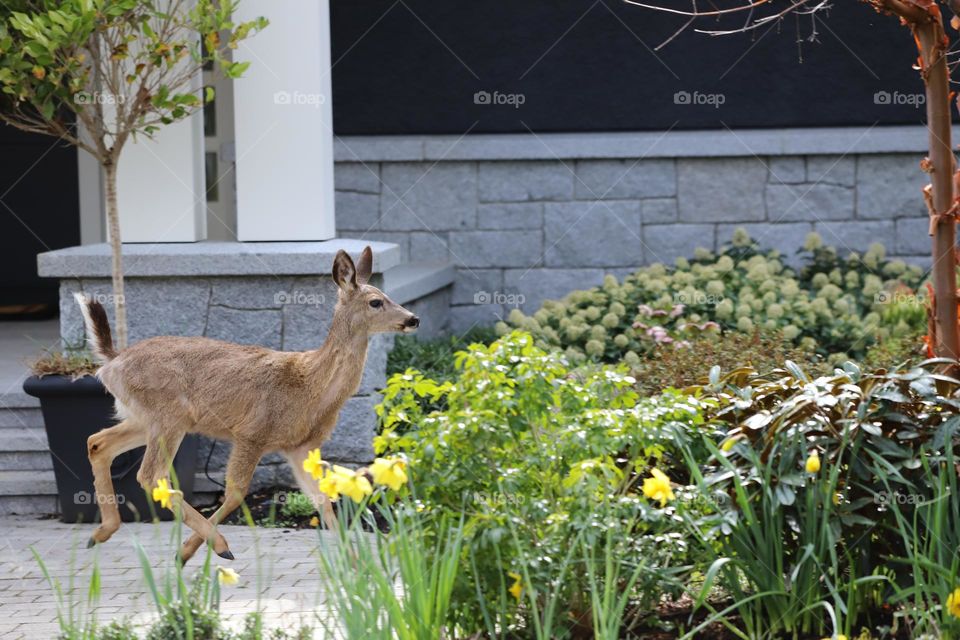 Deer passing by the garden 