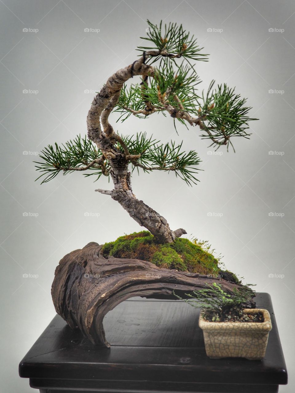 bonsai