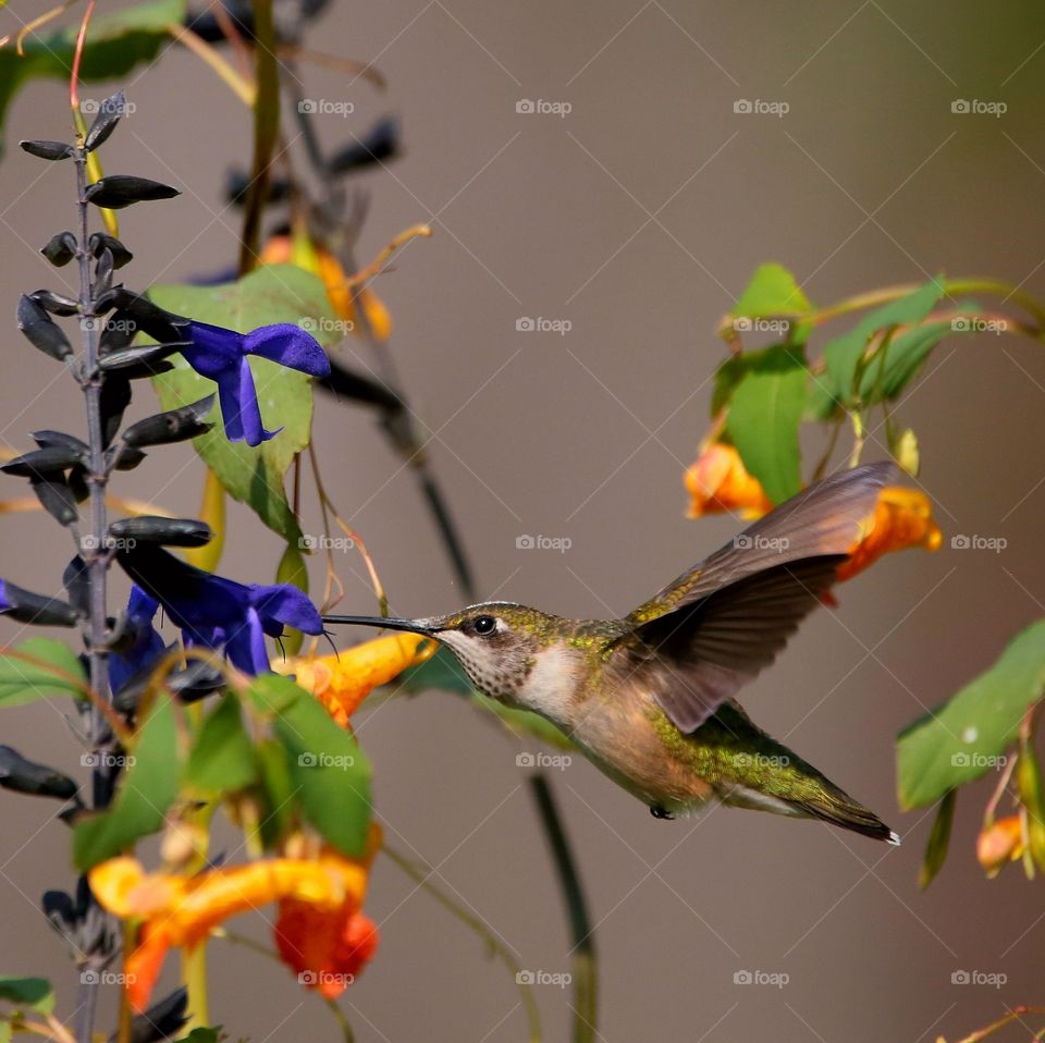 hummingbird feeding from flowers