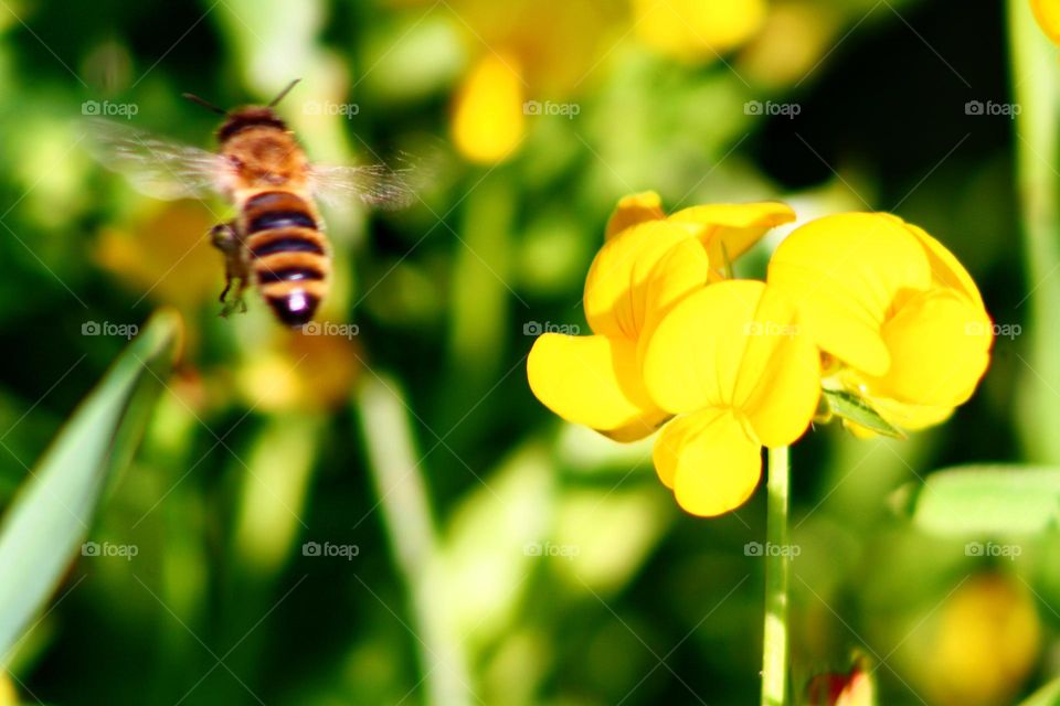 Bee