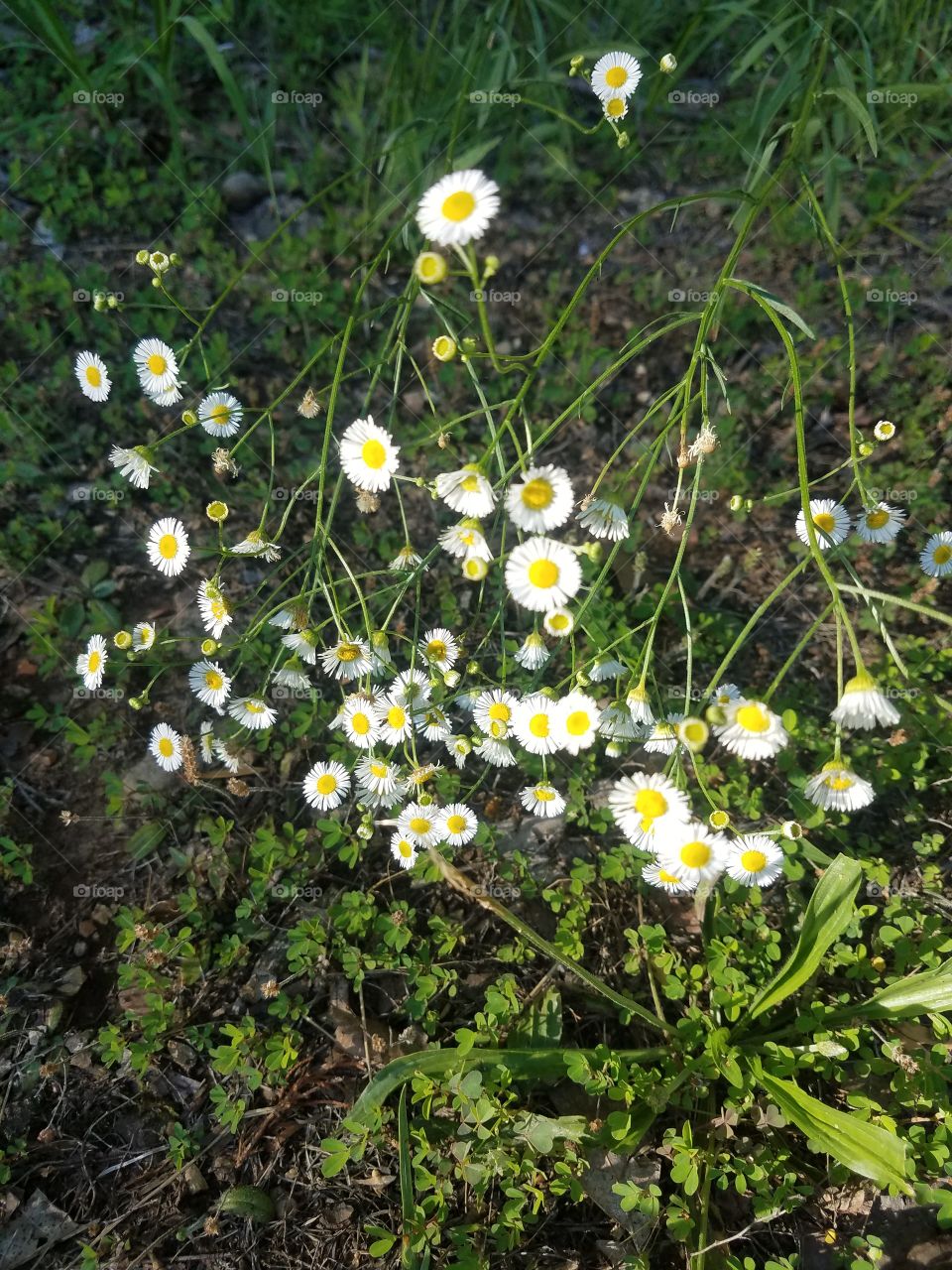 mini daisies