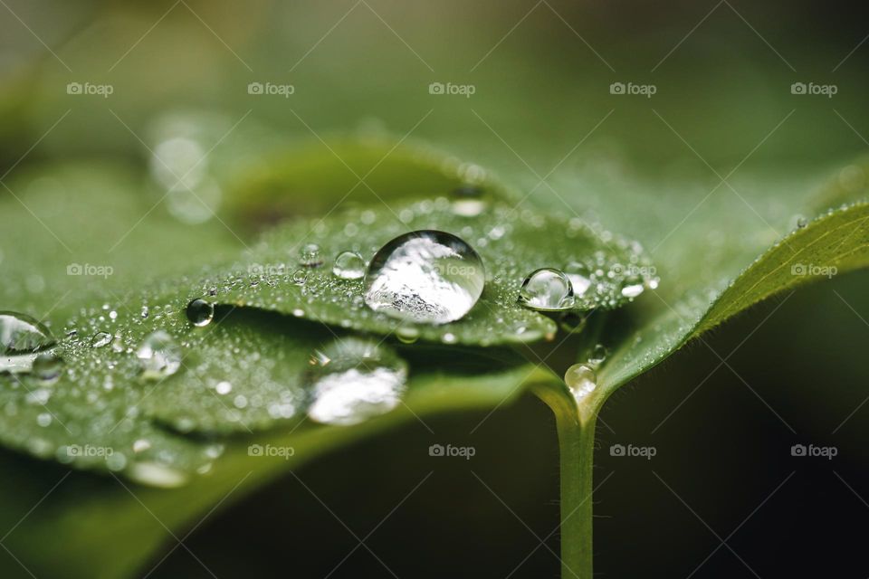 Closeup or macro of small water drops on leaf