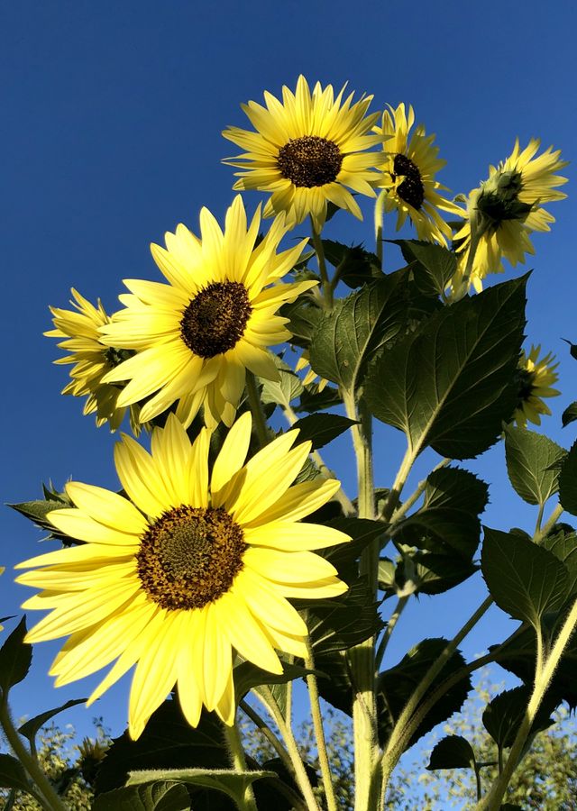MAJESTIC SUNFLOWERS- MAGIC YELLOW 