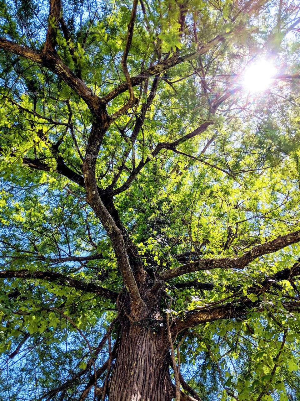 Sunlight through tree