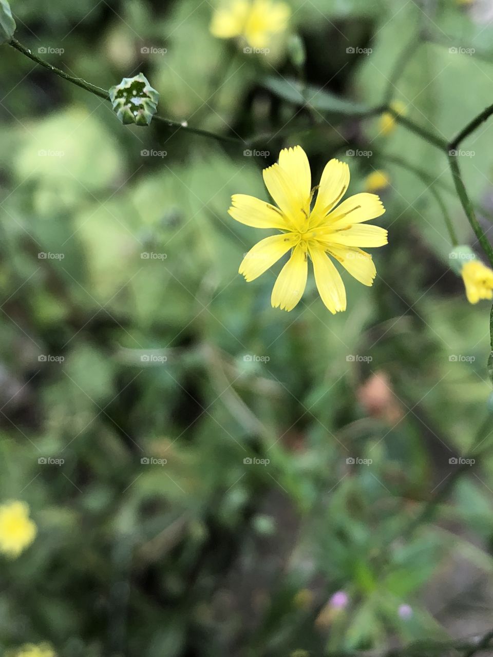 Small yellow flowers 2