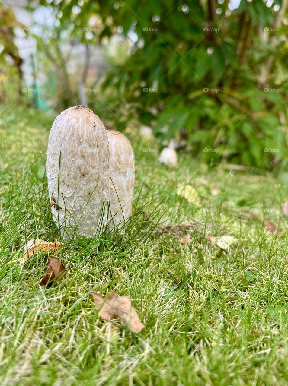 Mushrooms growing in the lawn