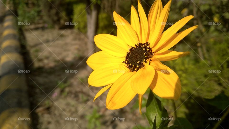sunny sunny flower.... 
that's sunflower...