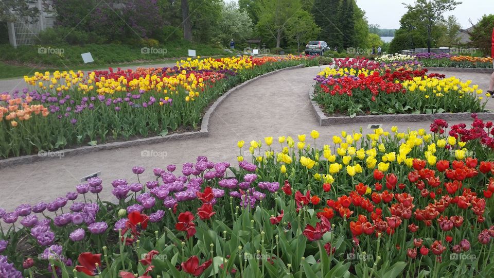 a path through the tulips