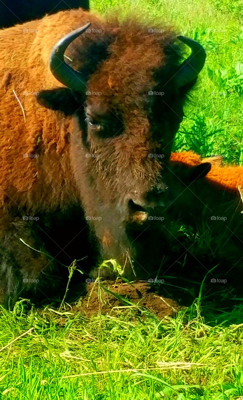 bison mother