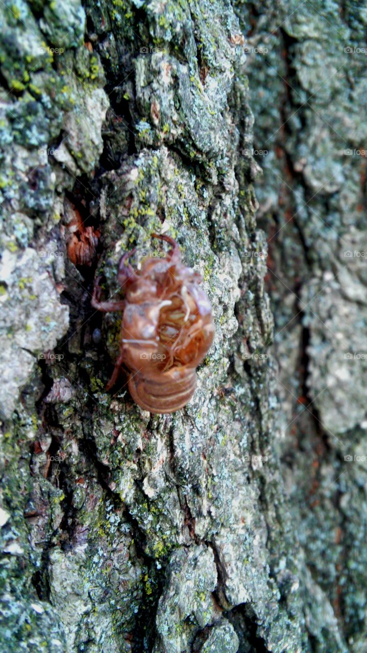 Cicada shedding shell