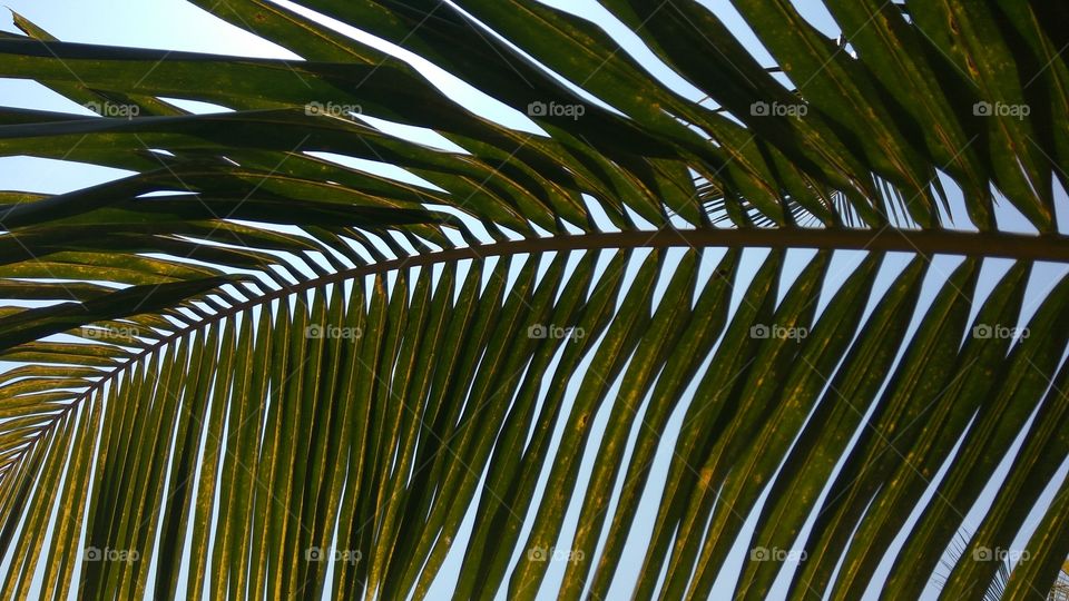 good and nice coconut tree lives