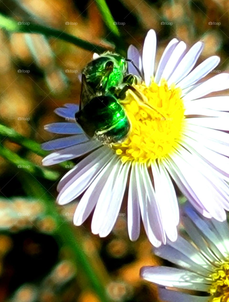 Wild Daisy, with green Sweet bee.