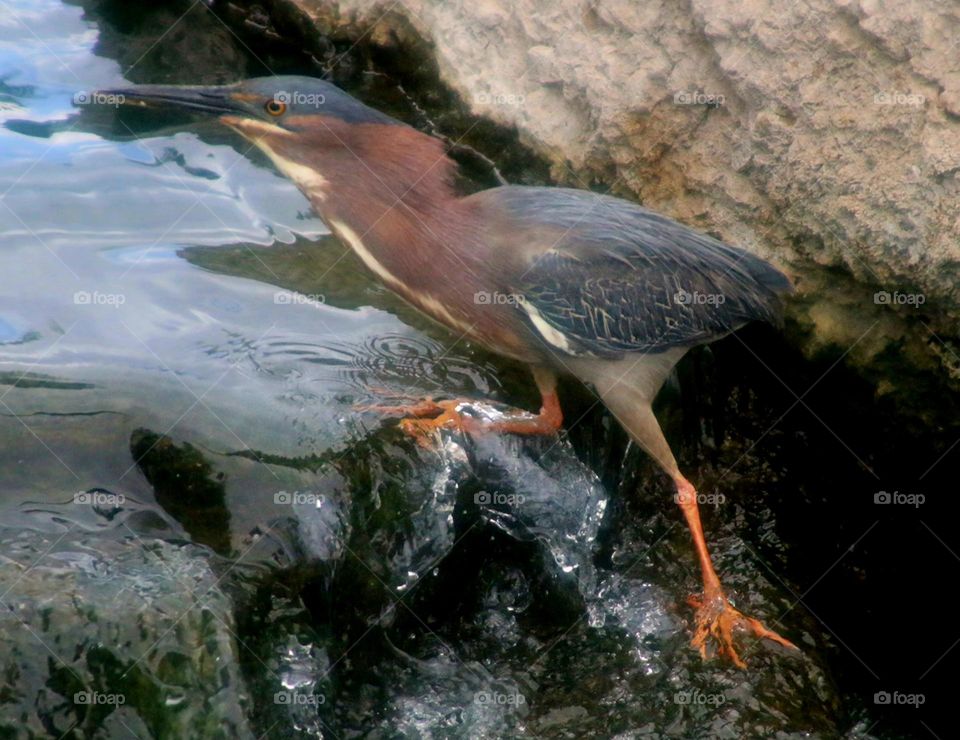 Green Heron Climbing the Waterfall
