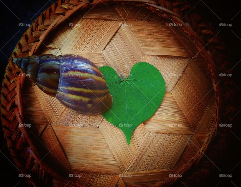 heart and snail. love background