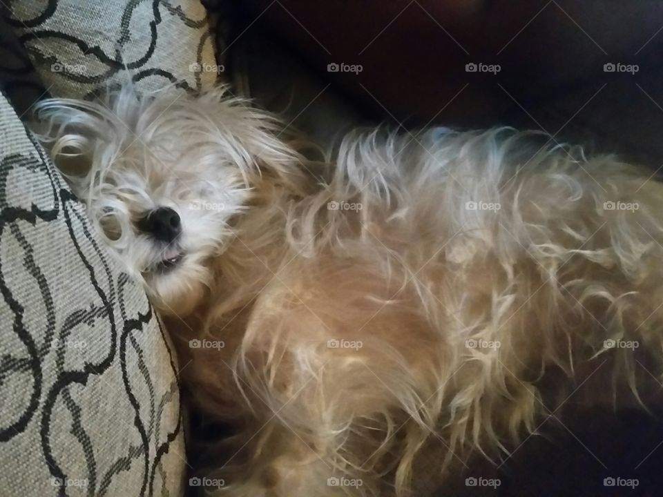 my lazy dog having a sleep on the couch