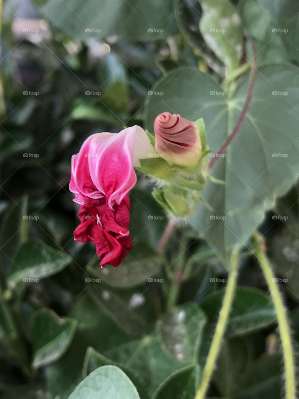 Another view of pink flower