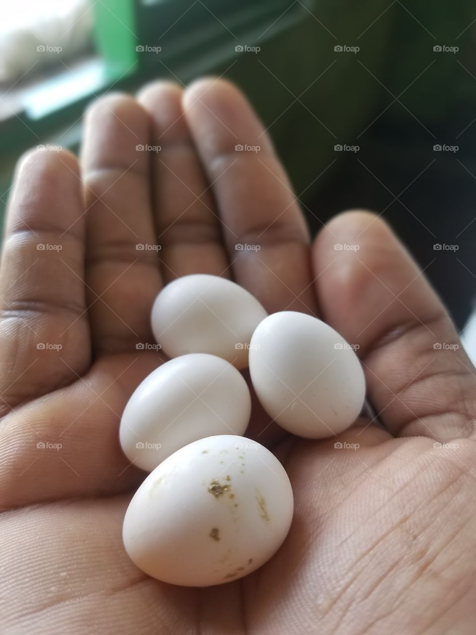 Bird Eggs#Cocktaiel Eggs#Eggs