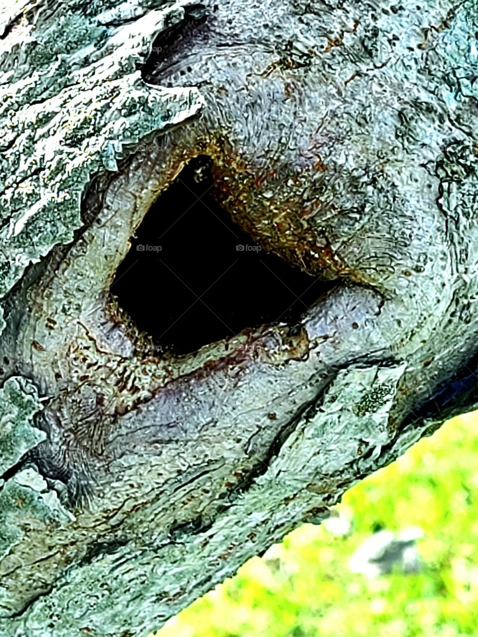 Hloe in mesquite tree
