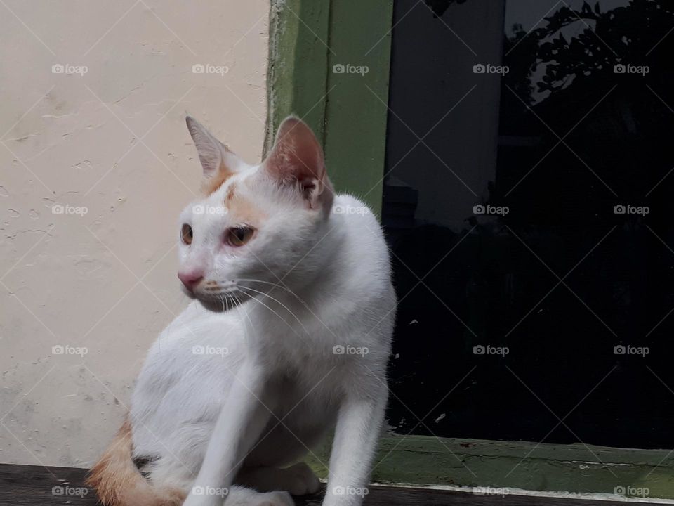 Wild cat looking for prey