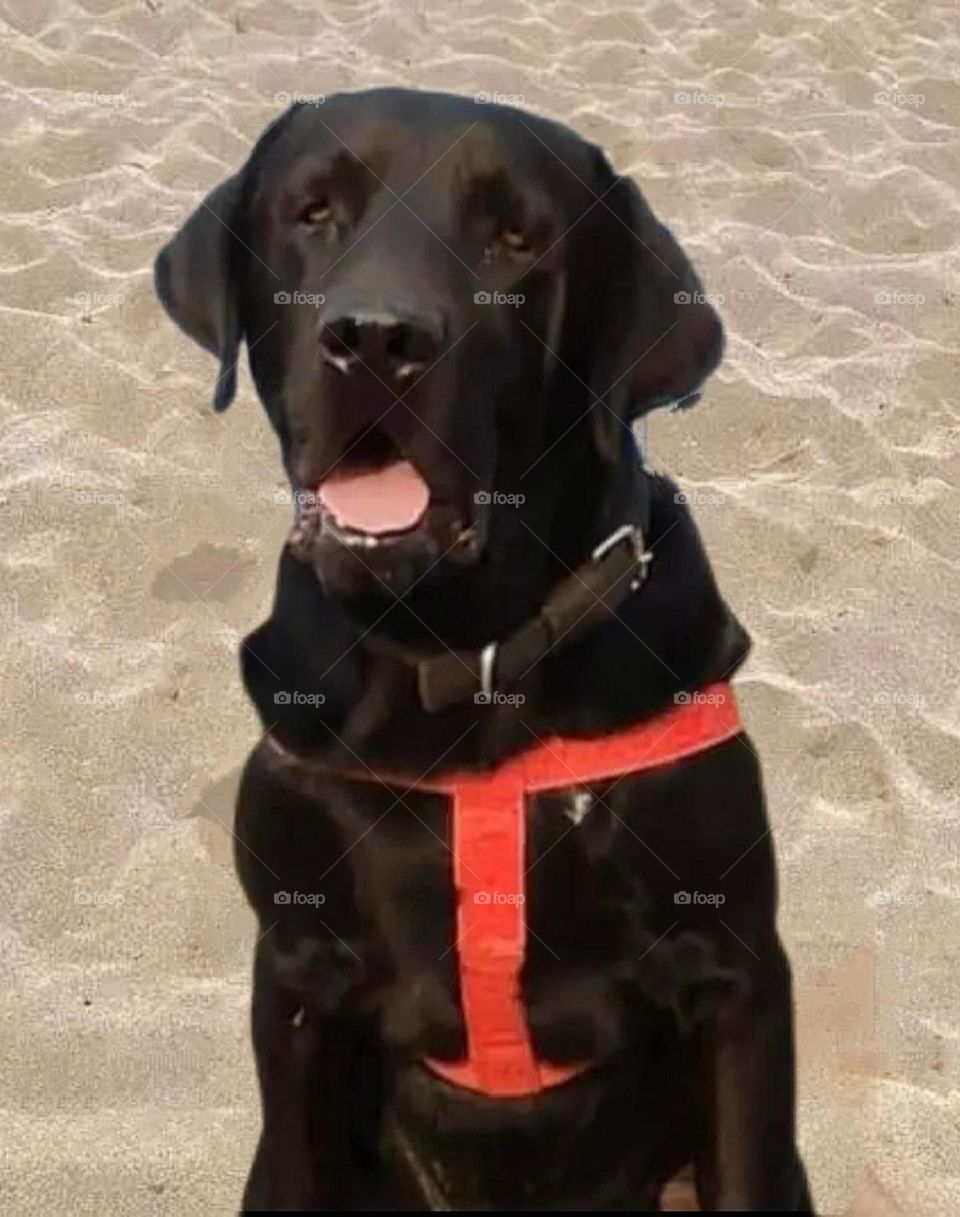 August 16, 2023 rajasthan india. my most beautiful and cute dog.