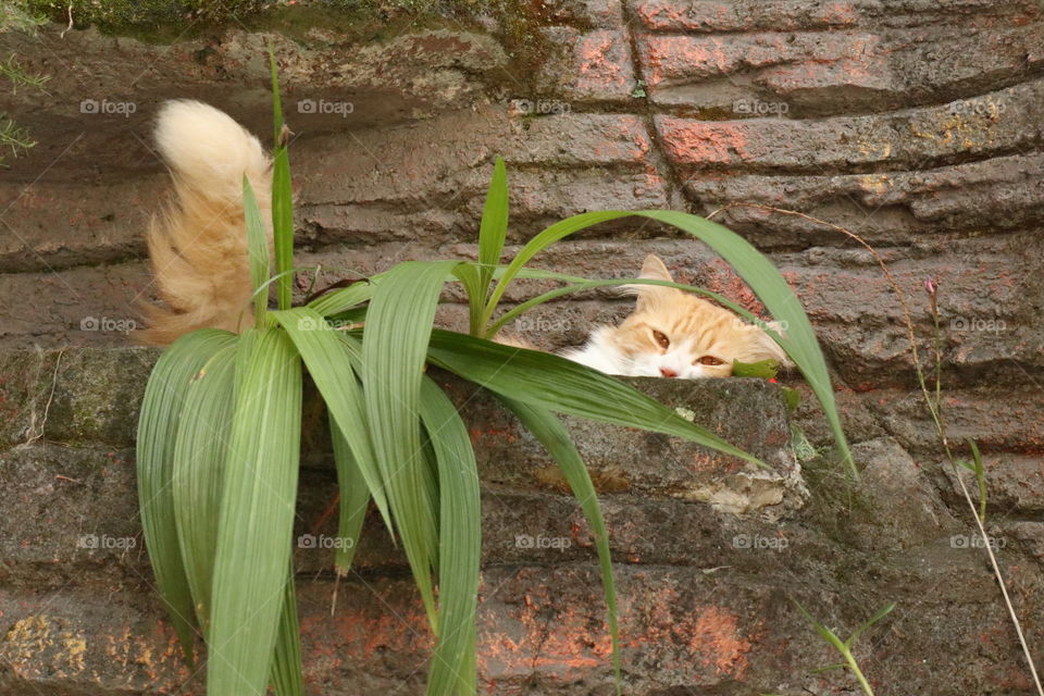 lying down on the green