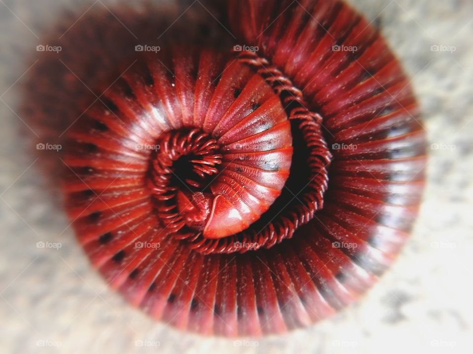 millipede. abstract insect