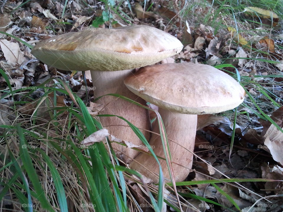 wild nature mushrooms